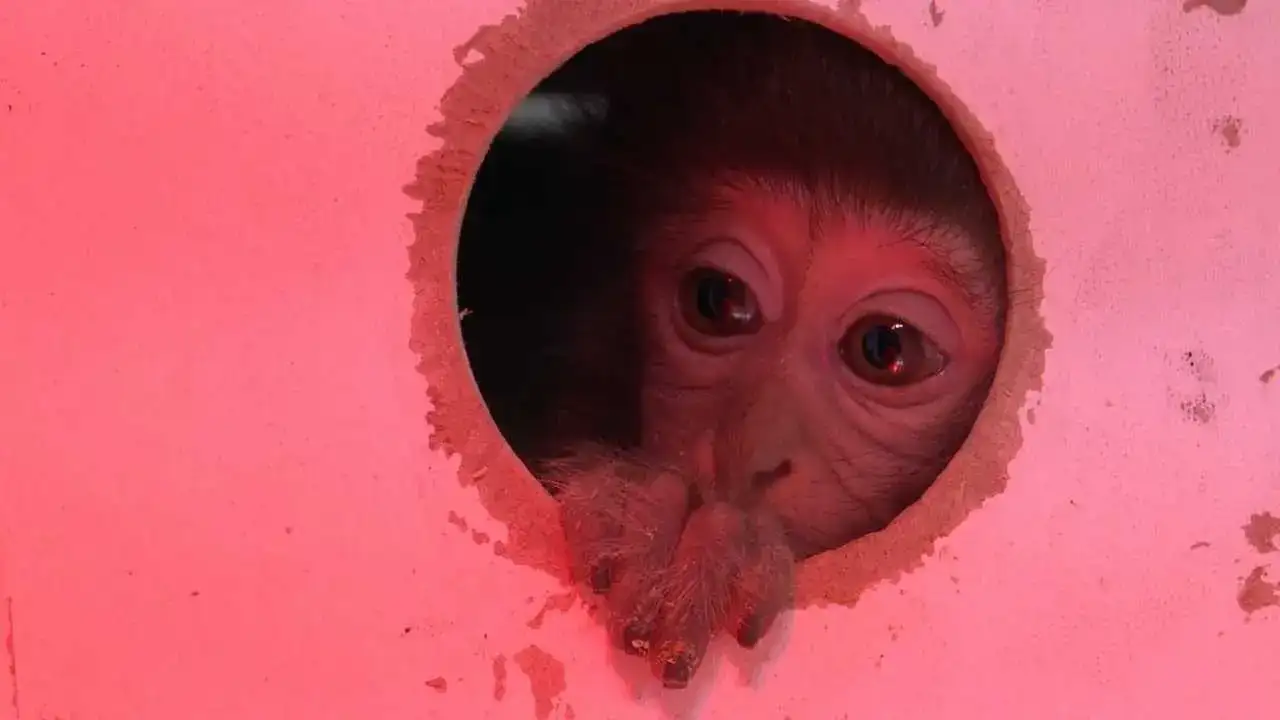 Antalya’ya Kaçak Gelen Fıstık Yeni Hayatına Merhaba Dedi! 1